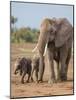 Kenya, Kajiado County, Amboseli National Park. a Female African Elephant with Two Small Babies.-Nigel Pavitt-Mounted Photographic Print