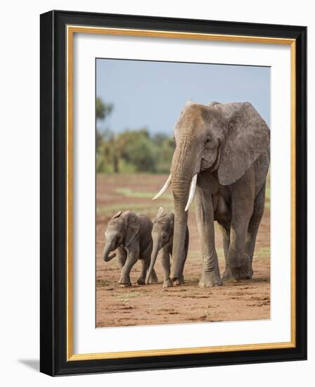 Kenya, Kajiado County, Amboseli National Park. a Female African Elephant with Two Small Babies.-Nigel Pavitt-Framed Photographic Print