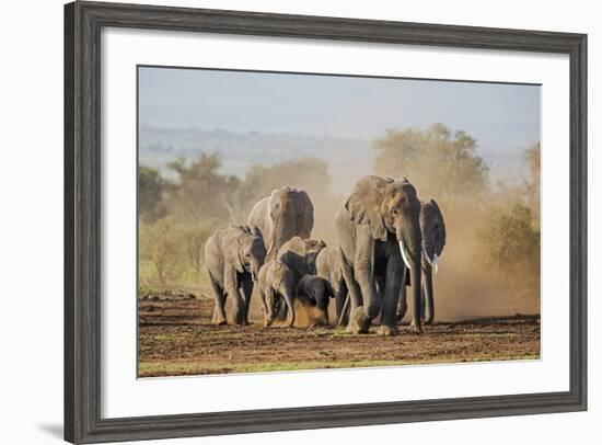 Kenya, Kajiado County, Amboseli National Park. a Herd of African Elephants on the Move.-Nigel Pavitt-Framed Photographic Print