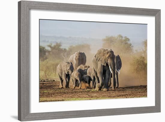 Kenya, Kajiado County, Amboseli National Park. a Herd of African Elephants on the Move.-Nigel Pavitt-Framed Photographic Print