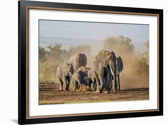 Kenya, Kajiado County, Amboseli National Park. a Herd of African Elephants on the Move.-Nigel Pavitt-Framed Photographic Print