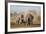 Kenya, Kajiado County, Amboseli National Park. a Herd of African Elephants on the Move.-Nigel Pavitt-Framed Photographic Print