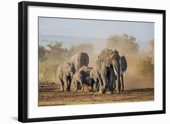 Kenya, Kajiado County, Amboseli National Park. a Herd of African Elephants on the Move.-Nigel Pavitt-Framed Photographic Print