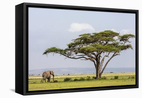 Kenya, Kajiado County, Amboseli National Park. an African Elephant Approaches a Large Acacia Tree.-Nigel Pavitt-Framed Premier Image Canvas