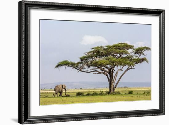Kenya, Kajiado County, Amboseli National Park. an African Elephant Approaches a Large Acacia Tree.-Nigel Pavitt-Framed Photographic Print