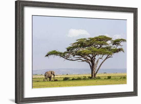 Kenya, Kajiado County, Amboseli National Park. an African Elephant Approaches a Large Acacia Tree.-Nigel Pavitt-Framed Photographic Print