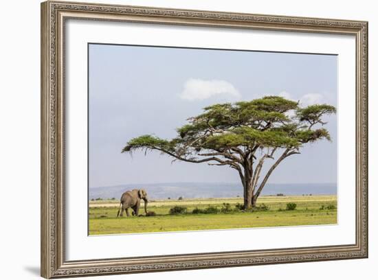 Kenya, Kajiado County, Amboseli National Park. an African Elephant Approaches a Large Acacia Tree.-Nigel Pavitt-Framed Photographic Print