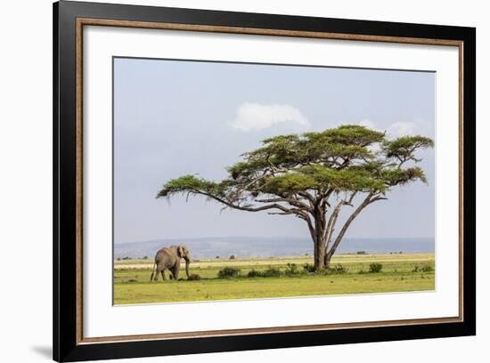 Kenya, Kajiado County, Amboseli National Park. an African Elephant Approaches a Large Acacia Tree.-Nigel Pavitt-Framed Photographic Print