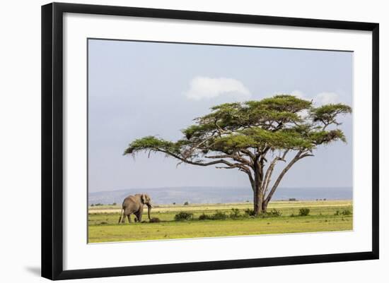 Kenya, Kajiado County, Amboseli National Park. an African Elephant Approaches a Large Acacia Tree.-Nigel Pavitt-Framed Photographic Print