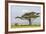 Kenya, Kajiado County, Amboseli National Park. an African Elephant Approaches a Large Acacia Tree.-Nigel Pavitt-Framed Photographic Print