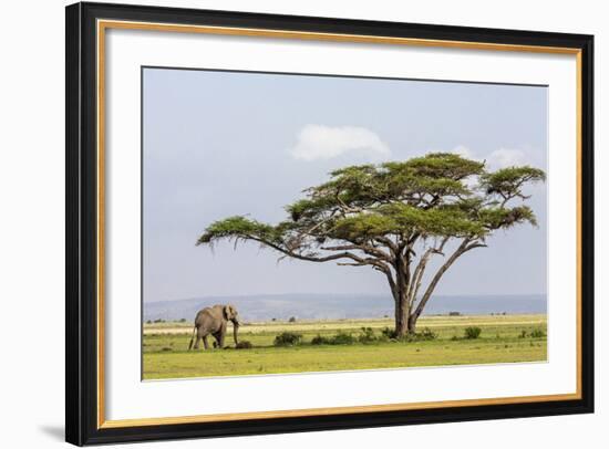 Kenya, Kajiado County, Amboseli National Park. an African Elephant Approaches a Large Acacia Tree.-Nigel Pavitt-Framed Photographic Print