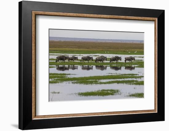 Kenya, Kajiado County, Amboseli National Park, Gnu Connochaetes-Reiner Harscher-Framed Photographic Print