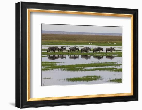 Kenya, Kajiado County, Amboseli National Park, Gnu Connochaetes-Reiner Harscher-Framed Photographic Print