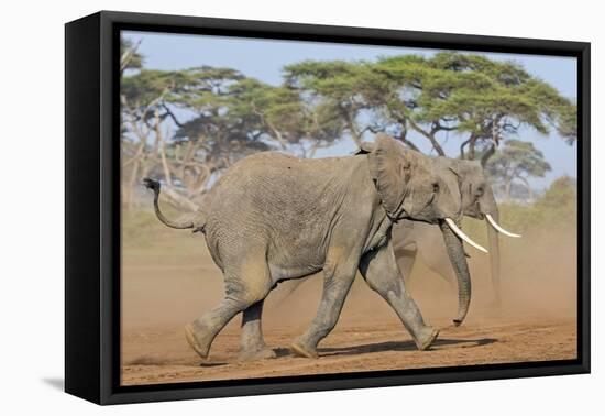 Kenya, Kajiado County, Amboseli National Park. Two African Elephants Moving Fast.-Nigel Pavitt-Framed Premier Image Canvas