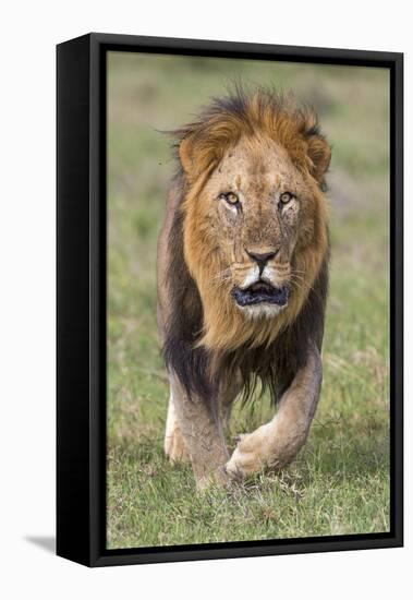 Kenya, Laikipia County, Laikipia. a Black-Maned Lion.-Nigel Pavitt-Framed Premier Image Canvas