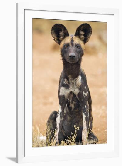Kenya, Laikipia County, Laikipia. a Juvenile Wild Dog Showing its Blotchy Coat and Rounded Ears.-Nigel Pavitt-Framed Photographic Print