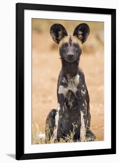 Kenya, Laikipia County, Laikipia. a Juvenile Wild Dog Showing its Blotchy Coat and Rounded Ears.-Nigel Pavitt-Framed Photographic Print