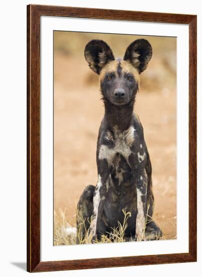 Kenya, Laikipia County, Laikipia. a Juvenile Wild Dog Showing its Blotchy Coat and Rounded Ears.-Nigel Pavitt-Framed Photographic Print