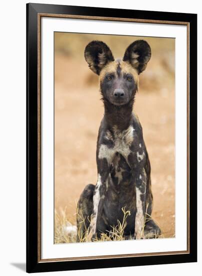 Kenya, Laikipia County, Laikipia. a Juvenile Wild Dog Showing its Blotchy Coat and Rounded Ears.-Nigel Pavitt-Framed Photographic Print