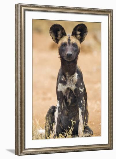 Kenya, Laikipia County, Laikipia. a Juvenile Wild Dog Showing its Blotchy Coat and Rounded Ears.-Nigel Pavitt-Framed Photographic Print