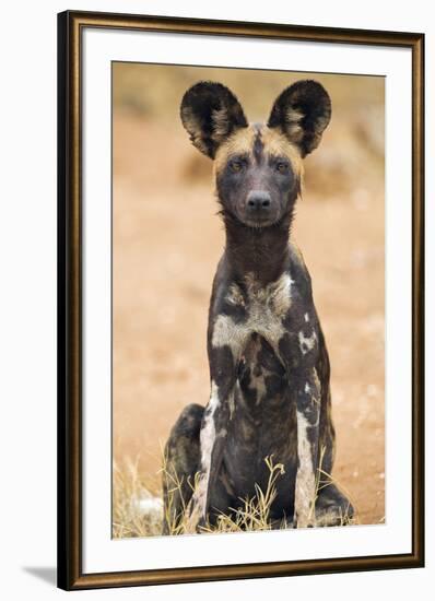 Kenya, Laikipia County, Laikipia. a Juvenile Wild Dog Showing its Blotchy Coat and Rounded Ears.-Nigel Pavitt-Framed Photographic Print