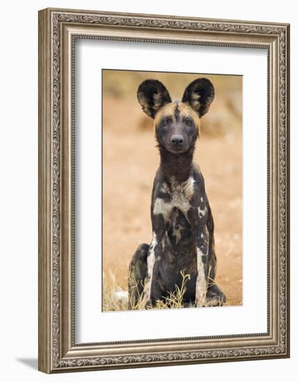 Kenya, Laikipia County, Laikipia. a Juvenile Wild Dog Showing its Blotchy Coat and Rounded Ears.-Nigel Pavitt-Framed Photographic Print