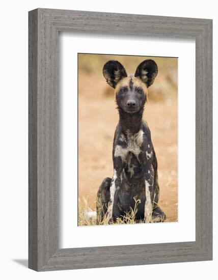 Kenya, Laikipia County, Laikipia. a Juvenile Wild Dog Showing its Blotchy Coat and Rounded Ears.-Nigel Pavitt-Framed Photographic Print