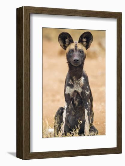 Kenya, Laikipia County, Laikipia. a Juvenile Wild Dog Showing its Blotchy Coat and Rounded Ears.-Nigel Pavitt-Framed Photographic Print