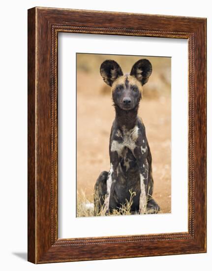 Kenya, Laikipia County, Laikipia. a Juvenile Wild Dog Showing its Blotchy Coat and Rounded Ears.-Nigel Pavitt-Framed Photographic Print