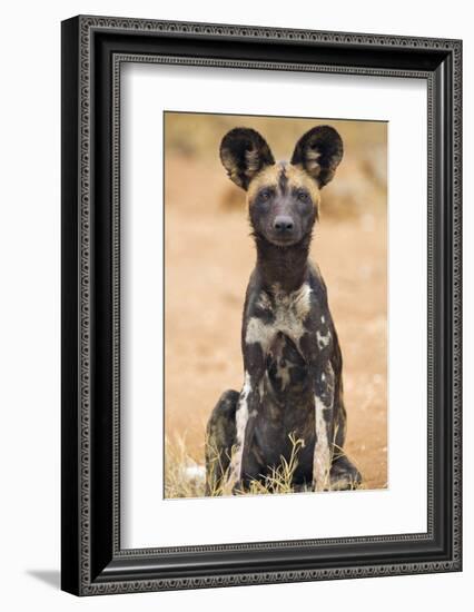 Kenya, Laikipia County, Laikipia. a Juvenile Wild Dog Showing its Blotchy Coat and Rounded Ears.-Nigel Pavitt-Framed Photographic Print