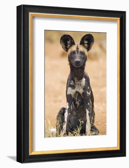 Kenya, Laikipia County, Laikipia. a Juvenile Wild Dog Showing its Blotchy Coat and Rounded Ears.-Nigel Pavitt-Framed Photographic Print