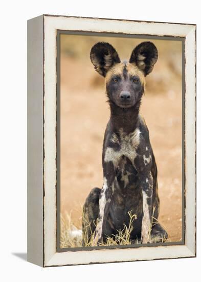 Kenya, Laikipia County, Laikipia. a Juvenile Wild Dog Showing its Blotchy Coat and Rounded Ears.-Nigel Pavitt-Framed Premier Image Canvas