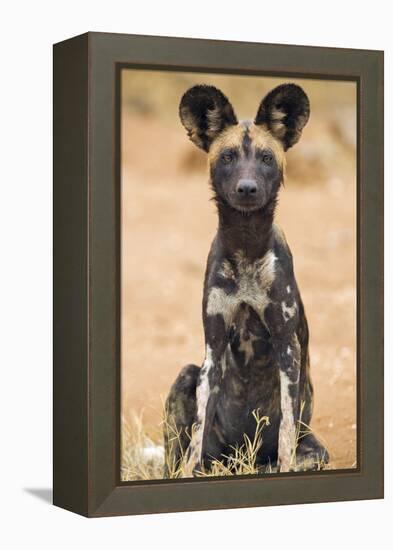 Kenya, Laikipia County, Laikipia. a Juvenile Wild Dog Showing its Blotchy Coat and Rounded Ears.-Nigel Pavitt-Framed Premier Image Canvas