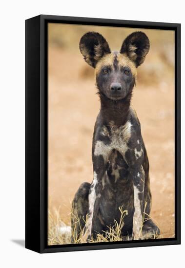 Kenya, Laikipia County, Laikipia. a Juvenile Wild Dog Showing its Blotchy Coat and Rounded Ears.-Nigel Pavitt-Framed Premier Image Canvas