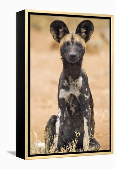 Kenya, Laikipia County, Laikipia. a Juvenile Wild Dog Showing its Blotchy Coat and Rounded Ears.-Nigel Pavitt-Framed Premier Image Canvas