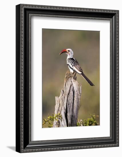 Kenya, Laikipia County, Suiyan. a Red-Billed Hornbill.-Nigel Pavitt-Framed Photographic Print