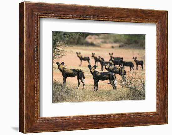 Kenya, Laikipia County-Nigel Pavitt-Framed Photographic Print