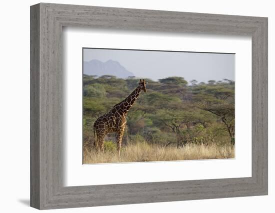 Kenya, Laikipia, Il Ngwesi, Reticulated Giraffe in the Bush-Anthony Asael-Framed Photographic Print