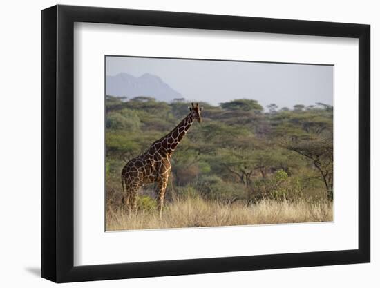 Kenya, Laikipia, Il Ngwesi, Reticulated Giraffe in the Bush-Anthony Asael-Framed Photographic Print