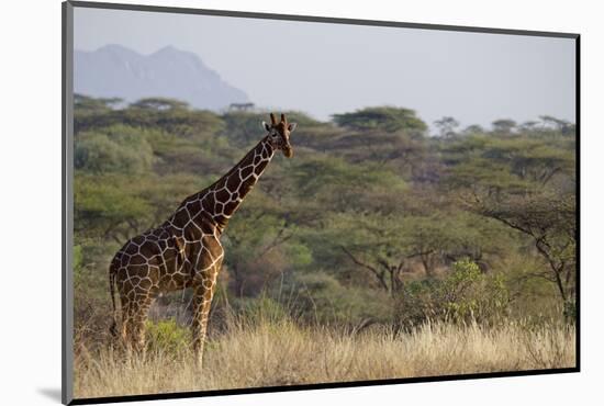 Kenya, Laikipia, Il Ngwesi, Reticulated Giraffe in the Bush-Anthony Asael-Mounted Photographic Print