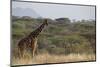 Kenya, Laikipia, Il Ngwesi, Reticulated Giraffe in the Bush-Anthony Asael-Mounted Photographic Print