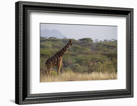 Kenya, Laikipia, Il Ngwesi, Reticulated Giraffe in the Bush-Anthony Asael-Framed Photographic Print