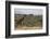 Kenya, Laikipia, Il Ngwesi, Reticulated Giraffe in the Bush-Anthony Asael-Framed Photographic Print