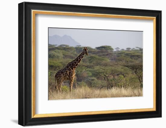 Kenya, Laikipia, Il Ngwesi, Reticulated Giraffe in the Bush-Anthony Asael-Framed Photographic Print