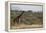 Kenya, Laikipia, Il Ngwesi, Reticulated Giraffe in the Bush-Anthony Asael-Framed Premier Image Canvas