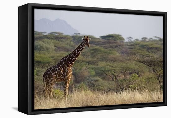 Kenya, Laikipia, Il Ngwesi, Reticulated Giraffe in the Bush-Anthony Asael-Framed Premier Image Canvas