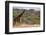 Kenya, Laikipia, Il Ngwesi, Reticulated Giraffe in the Bush-Anthony Asael/Art in All of Us-Framed Photographic Print