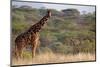 Kenya, Laikipia, Il Ngwesi, Reticulated Giraffe in the Bush-Anthony Asael/Art in All of Us-Mounted Photographic Print