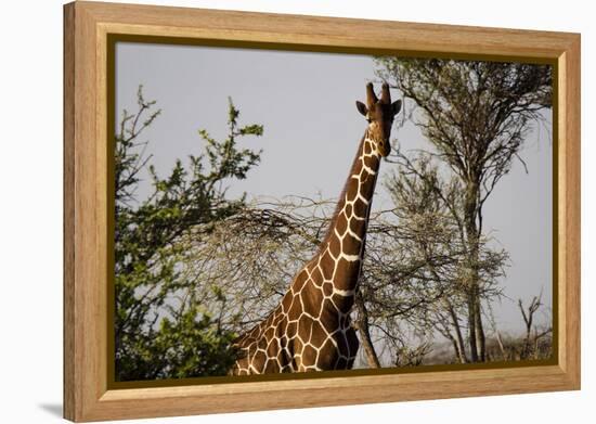 Kenya, Laikipia, Il Ngwesi, Reticulated Giraffes in the Bush-Anthony Asael-Framed Premier Image Canvas