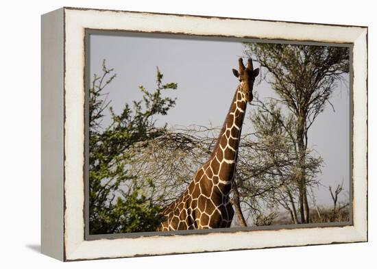 Kenya, Laikipia, Il Ngwesi, Reticulated Giraffes in the Bush-Anthony Asael-Framed Premier Image Canvas